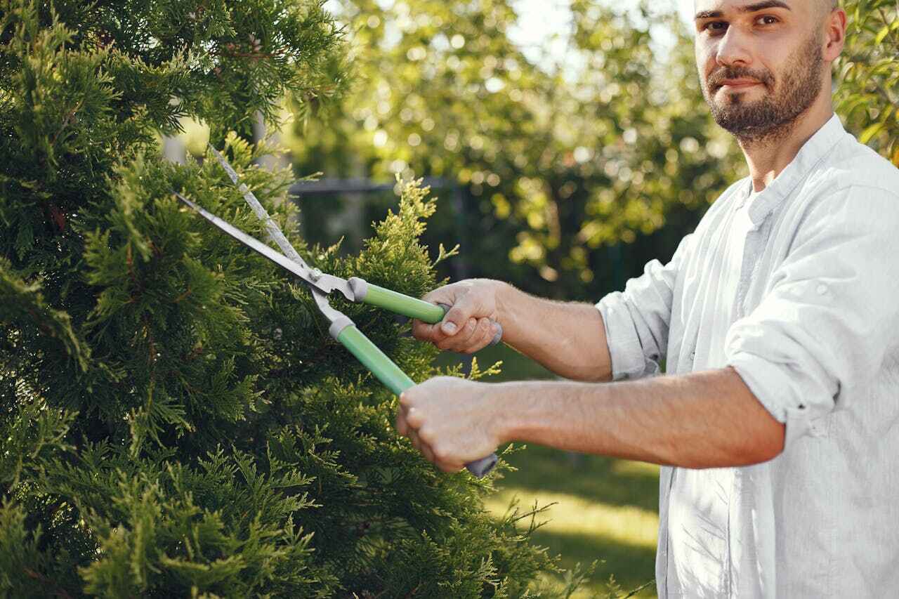 Best Tree Cutting Near Me  in Becker, MN